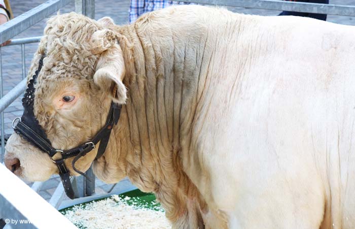 fetedelaviande20070915027