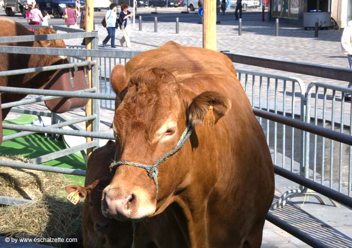 fetedelaviande20070915032