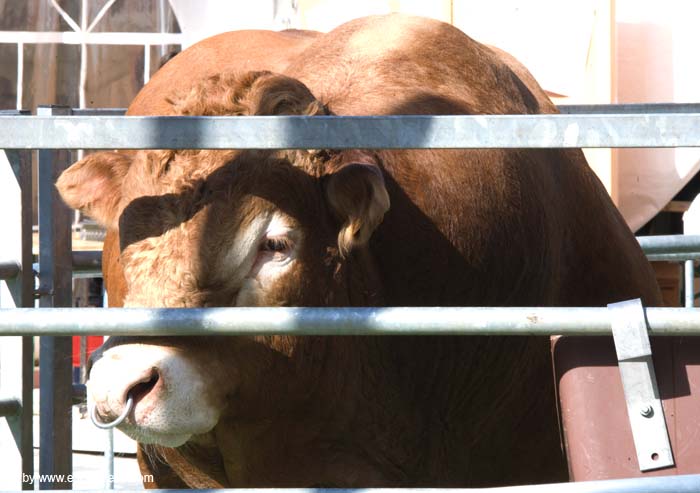 fetedelaviande20070915033