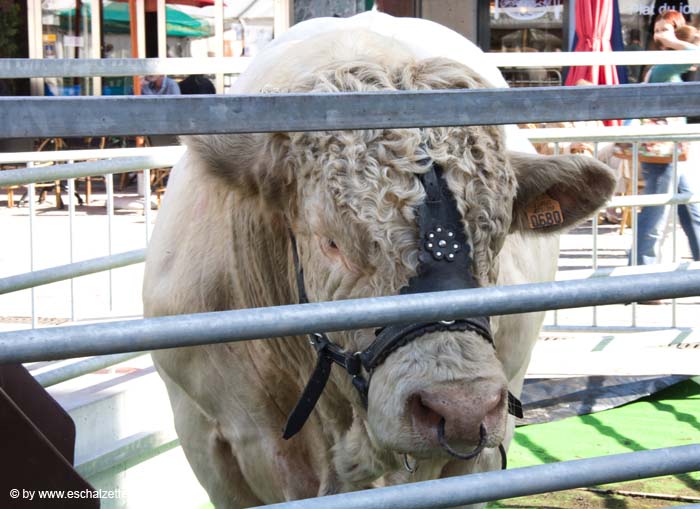 fetedelaviande20070915034