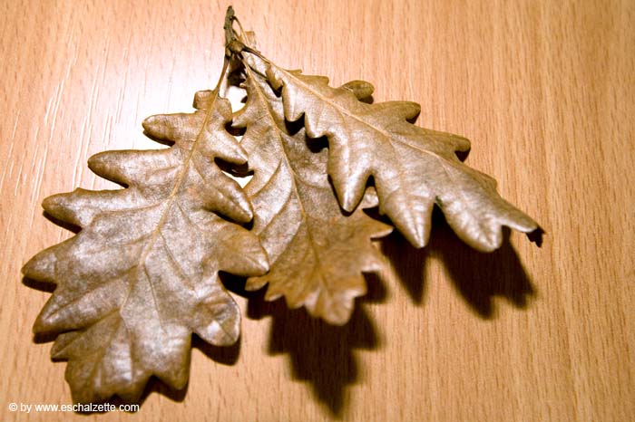 eschersenioren06boudin20070831013