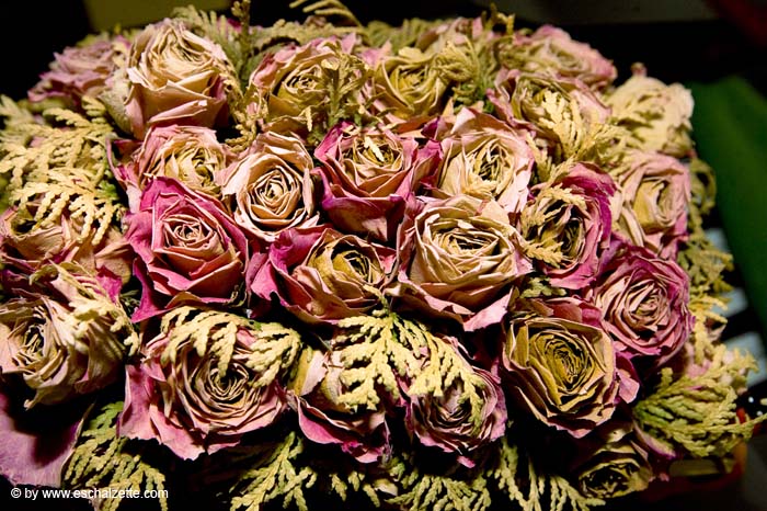 eschersenioren06boudin20070831026