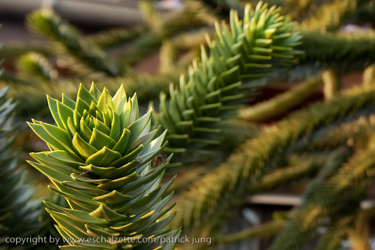 20091003_interesseverain_citeverte_30ans_055