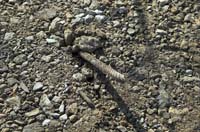 elsenbrich200603002