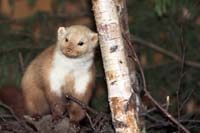 dagnatur200605018