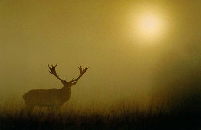 Funk Konrad-276-2-4