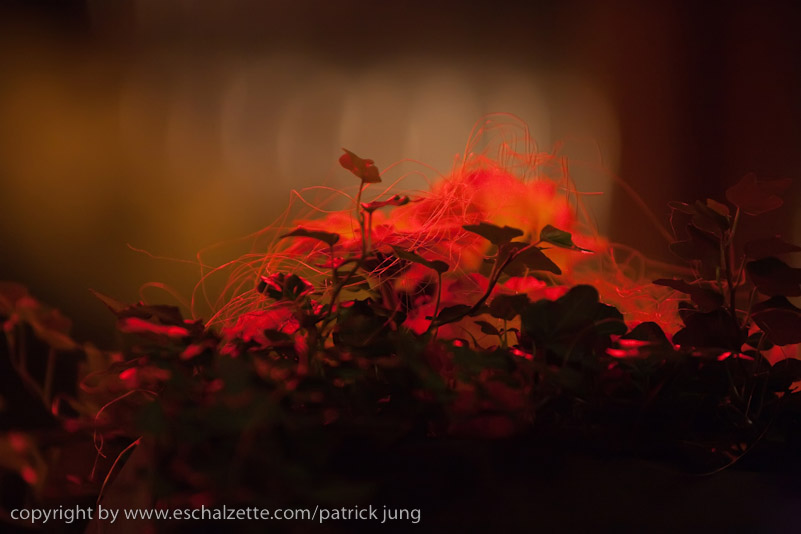 20090124_annie_kraus_piano_013
