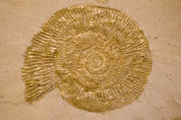 collectionraymonduhres200706 097
