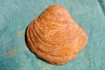collectionraymonduhres200706 016