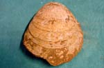 collectionraymonduhres200706 018