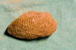 collectionraymonduhres200706 033