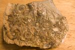 collectionraymonduhres200706 098