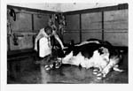 Abattoir 25