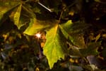 eschnight200610038