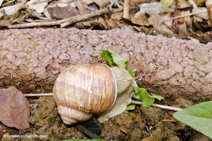 dagandernatur200705130