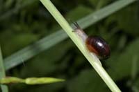 dagandernatur200705001