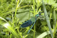 dagandernatur200705002