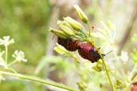 dagandernatur200705003