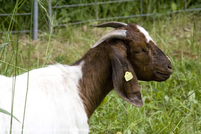 20080601endagandernatur016