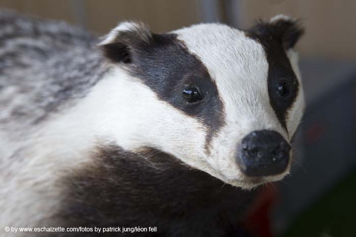 20080601endagandernatur019