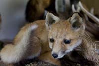 20080601endagandernatur020