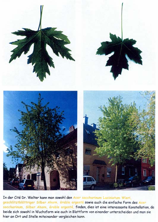 trees200503017