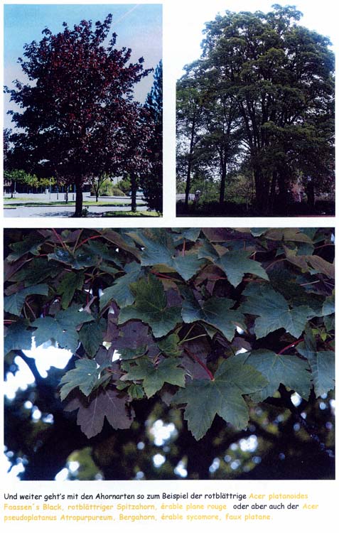 trees200503018