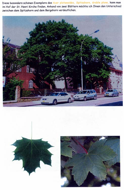 trees200503019