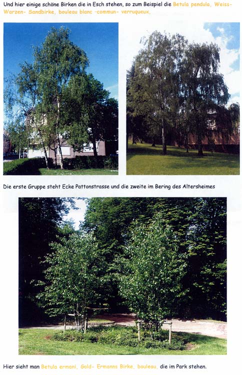 trees200503022