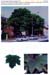 trees200503019