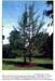 trees200503025