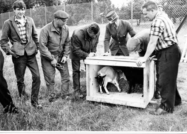 Arrivee animaux 1962 11