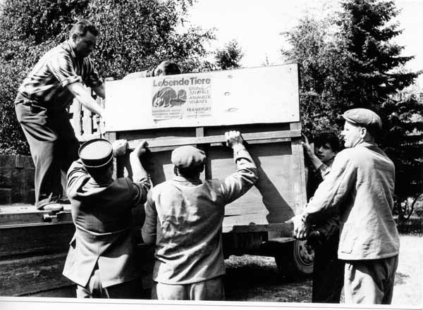 Arrivee animaux 1962 12