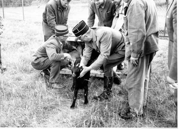 Arrivee animaux 1962 13