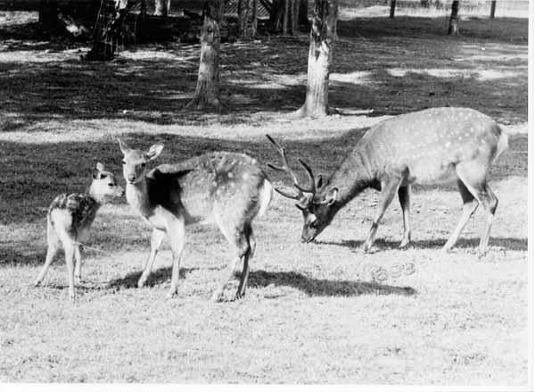 Tiergehege 1963 07