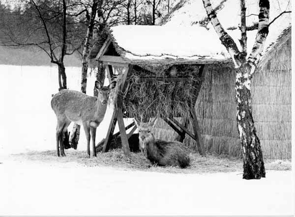 Tiergehege 1963 11