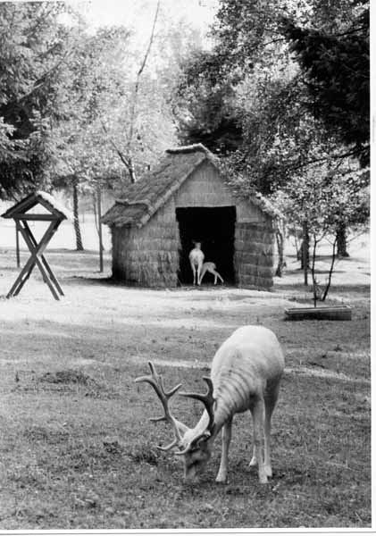 Tiergehege 1963 12