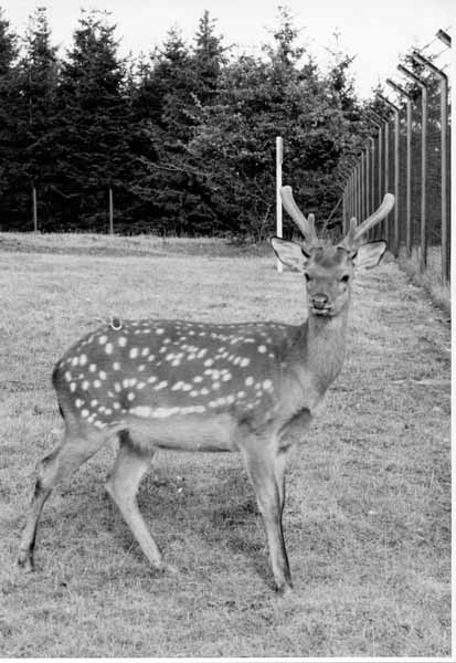 Tiergehege 1963 13
