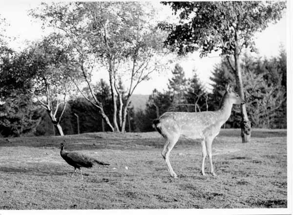 Tiergehege 1964 01