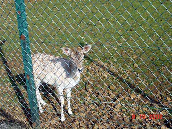 galgenberg2003 (39)