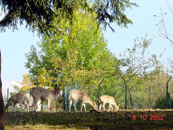 galgenberg2003 (41)