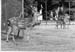 Tiergehege 1963 03