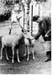 Tiergehege 1963 08