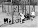 Tiergehege 1963 14
