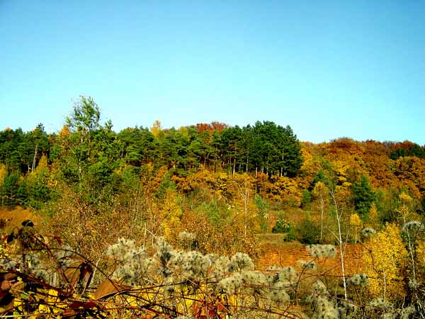 Burbacher Lach 08 03-11