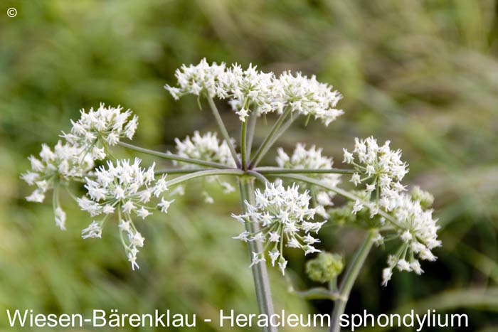 Baerenklauwiesen         20070906