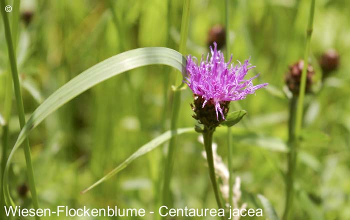 Flockenblumewiesen   20070906