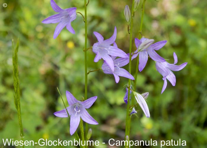 Glockenblumewiesen   20070906