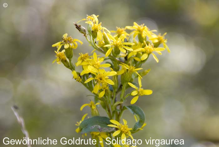 Goldrutegewoehnliche         20070906