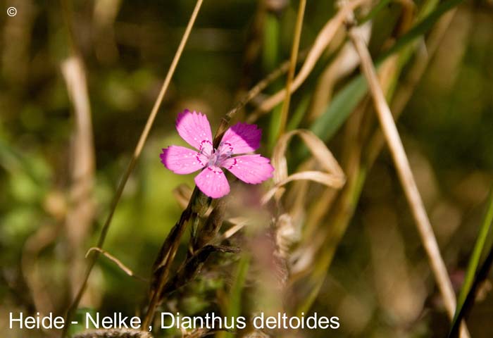 Heidenelke              20070906